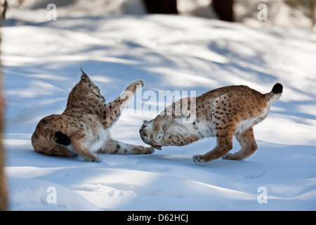 Paire de Lynx Boréal (Lynx lynx), sous-espèce carpathica, dans la neige, à jouer. Germany, Bavaria, parc national Bayerischer Wald. Banque D'Images