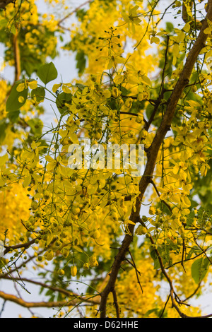 Fleurs de douche d'or Banque D'Images