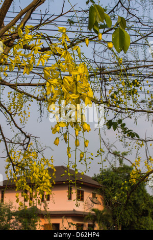 Fleurs de douche d'or Banque D'Images