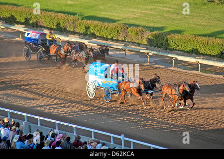 Les courses de chevaux, de charrettes au Stampede de Calgary Alberta;;Canada;l'Ouest du Canada;Chuck Wagon Banque D'Images