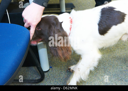 Un Épagneul Springer utilisée comme drogue search dog par une force de police Banque D'Images