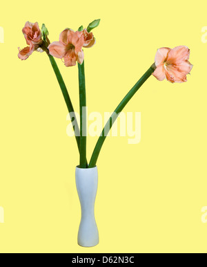 Bouquet d'Amaryllis belladona (Hipperastrum) dans un vase sur un fond jaune Banque D'Images