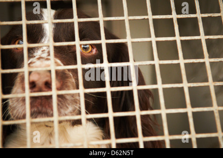 Un Épagneul Springer utilisée comme drogue search dog par une force de police Banque D'Images