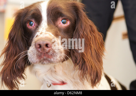 Un Épagneul Springer utilisée comme drogue search dog par une force de police Banque D'Images