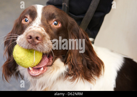 Un Épagneul Springer utilisée comme drogue search dog par une force de police Banque D'Images