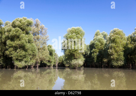 La Forêt de Gemenc dans le Parc National Danube-Drava, Hongrie Banque D'Images