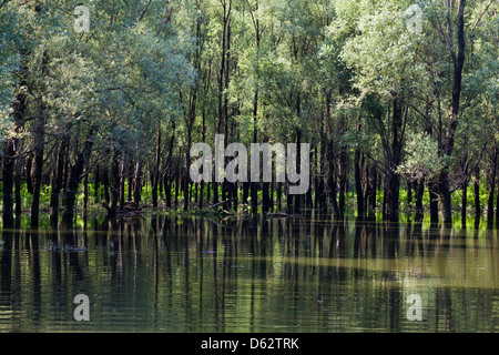 La Forêt de Gemenc dans le Parc National Danube-Drava, Hongrie Banque D'Images