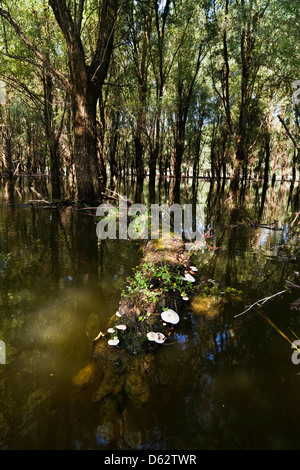 La Forêt de Gemenc dans le Parc National Danube-Drava, Hongrie Banque D'Images