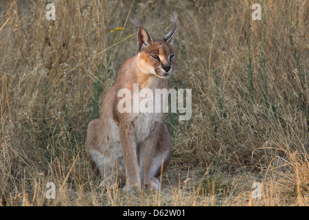 L'Afrique du Sud, un Lynx caracal, Namibie, Afrique du Sud Banque D'Images