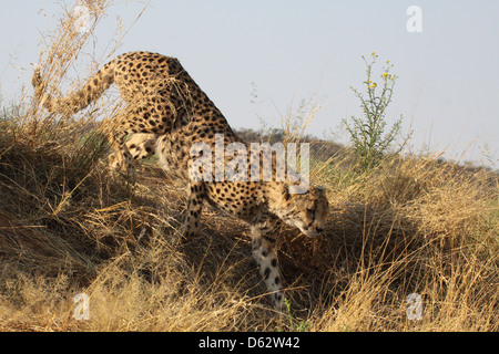 Cheetah à fondation Africat, Namibie, Afrique du Sud Banque D'Images