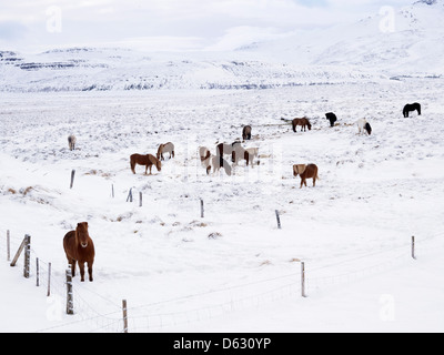 Poneys Islandic sur un pâturage recouvert de neige, dans le Nord de l'Islande Banque D'Images