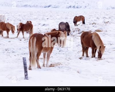 Poneys Islandic sur un pâturage recouvert de neige, dans le Nord de l'Islande Banque D'Images