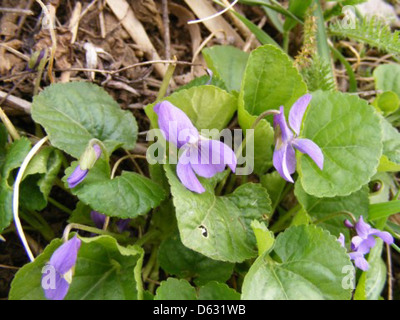 Sweet-Violet Viola-Odorata 42954-480x360 Banque D'Images