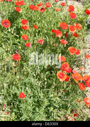 Les coquelicots de maïs sont des fleurs rouge vif couramment trouvées dans les jardins et les champs. Leur couleur vive en fait un choix populaire pour la plantation ornementale et comme symbole du souvenir. Banque D'Images