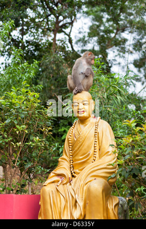 Petit Singe assis sur la tête du Bouddha. Shot verticale Banque D'Images