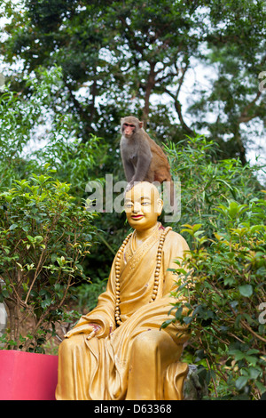 Petit singe est assis sur la tête de la statue de Bouddha. Shot verticale Banque D'Images