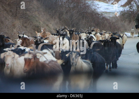 Un troupeau de chèvres marchant le long d'une route, mettant en évidence leur mouvement naturel dans un cadre rural. L'image capture les chèvres alors qu'elles se déplacent librement le long du sentier rural, mettant en valeur la simplicité de la vie rurale. Banque D'Images