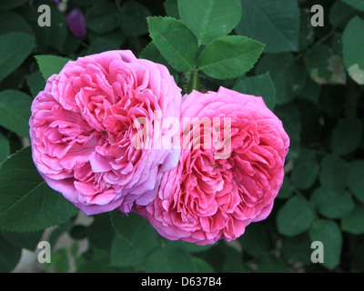 La Rose damassée (Rosa damascena) est connue pour ses fleurs parfumées et est utilisée dans les parfums et les produits de soin de la peau. Cette variété de rose est admirée pour ses beaux pétales et son parfum délicat. Banque D'Images
