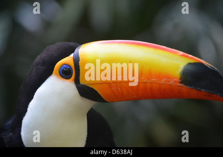 Toucan d'Amérique du Sud à l'logo Marchand Parque das Aves bird park, Iguazu, Brésil Banque D'Images