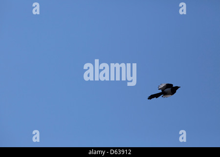 Magpie voler contre ciel bleu clair Banque D'Images