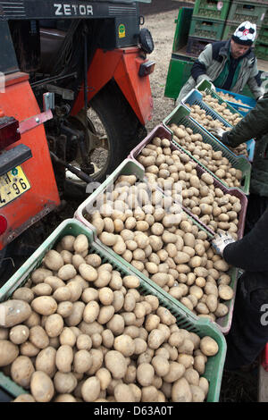 Les semis de printemps, les pommes de terre Les pommes de terre dans des caisses Banque D'Images