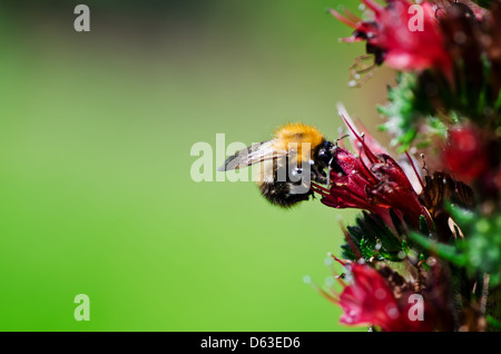 Bourdon sur fleur Banque D'Images
