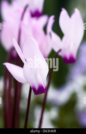 Cyclamen persicum croissant dans un environnement protégé. Banque D'Images