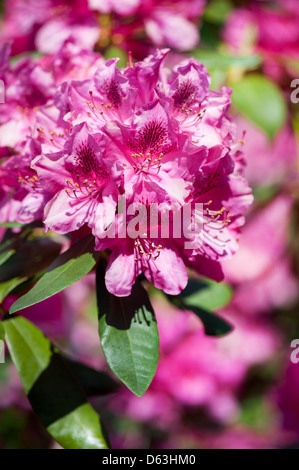 Azalées ou rhododendrons fleurs rose vif Banque D'Images