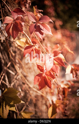 Parthenocissus quinquefolia vigne feuilles rouges Banque D'Images