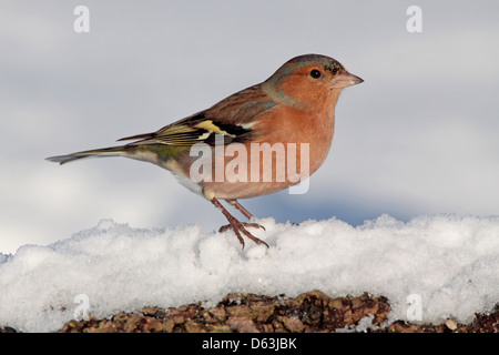 Common Chaffinch Fringilla coelebs mâle perché dans la neige en Angleterre Banque D'Images