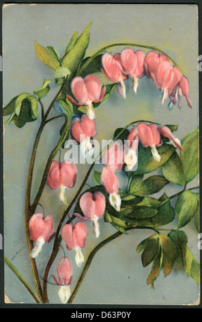 Ancienne carte postale allemande, 1911. Montré la floraison Lamprocapnos spectabilis Banque D'Images