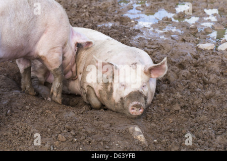 Deux porcs dormir dans la boue Banque D'Images