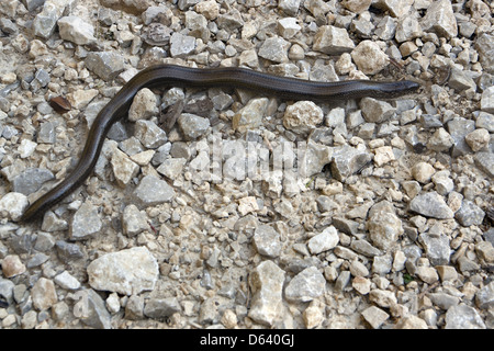 Anguis fragilis Banque D'Images