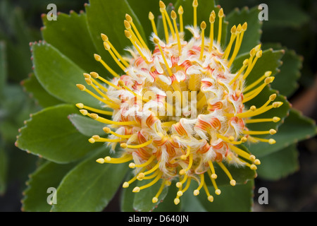 Proteaceae Banque D'Images