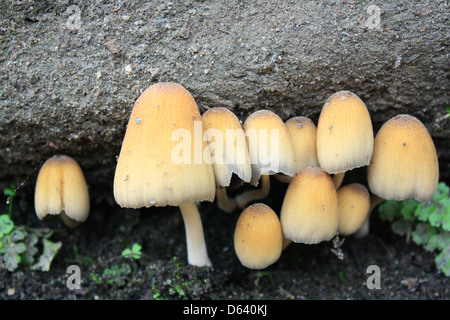 champignons Banque D'Images
