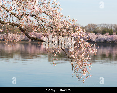 Photo détaillée d'une bande de fleurs fleur de cerisier japonais lumineux sur un fond rose flou artistique du Tidal Basin à Washington DC Banque D'Images