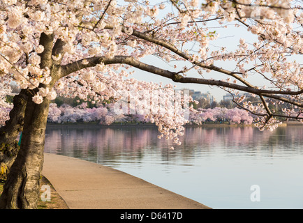 Washington DC, USA - Fleur de cerisier sur les arbres autour du bassin de marée dans la saison du printemps Banque D'Images