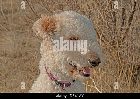 Goldendoodle (croisement entre un golden retriever et un caniche royal) portrait Banque D'Images