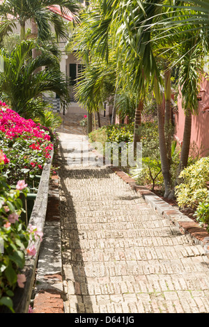 Quatre-vingt-dix neuf marches encadrées par fleur fleur rouge à Charlotte Amalie St Thomas Banque D'Images