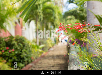 Quatre-vingt-dix neuf marches encadrées par fleur fleur rouge à Charlotte Amalie St Thomas Banque D'Images