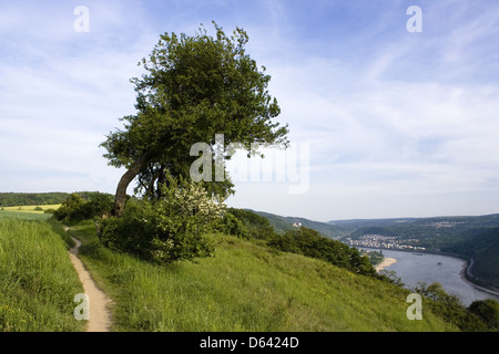 Allemagne Rhin Paysage Banque D'Images