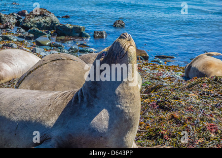 Une femelle éléphant soulève sa tête, jusqu'à la verticale, entre un groupe d'éléphant à dormir sur la plage. Banque D'Images