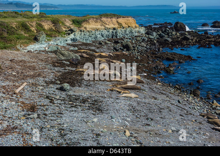 Chiot femelle et de l'éléphant (M.angustrirostris) dormir sur la plage à près de Piedras Blancas San Simeon, en Californie. Banque D'Images