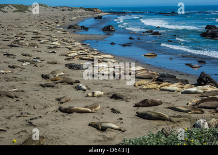 Chiot femelle et de l'éléphant (M.angustrirostris) dormir sur la plage à près de Piedras Blancas San Simeon, en Californie. Banque D'Images