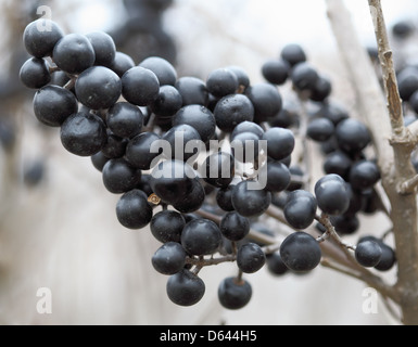 Sur les baies d'un arbuste de la sauvage troène, Ligustrum vulgare, en automne. Banque D'Images