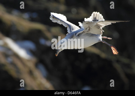 Le fulmar boréal en vol au dessus de falaises de l'Islande Banque D'Images