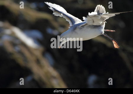 Le fulmar boréal en vol au dessus de falaises de l'Islande Banque D'Images