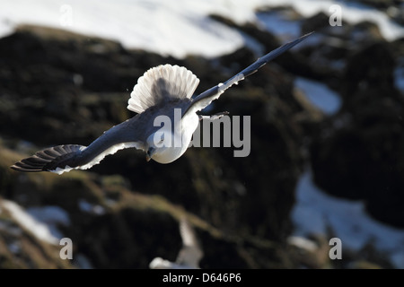 Le fulmar boréal en vol au dessus de falaises de l'Islande Banque D'Images