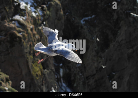 Le fulmar boréal en vol au dessus de falaises de l'Islande Banque D'Images