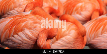 American Flamingo Phoenicopterus ruber aussi connu comme les Caraïbes flamingo Banque D'Images